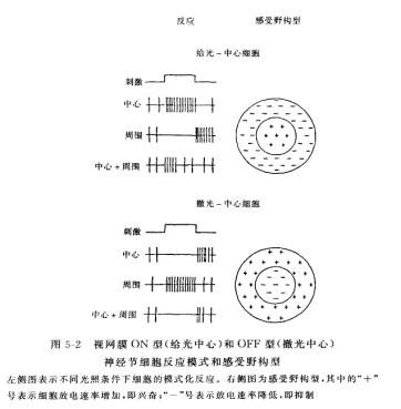 神经节细胞的感受野