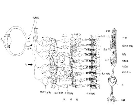 视网膜的简化图