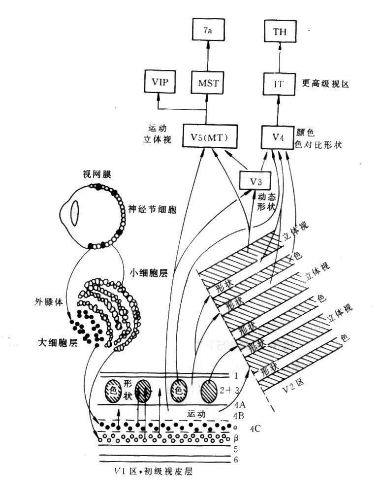图9 视皮层