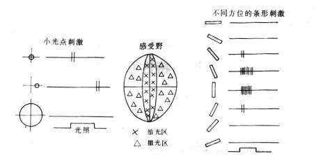 图10 简单细胞的方位选择性