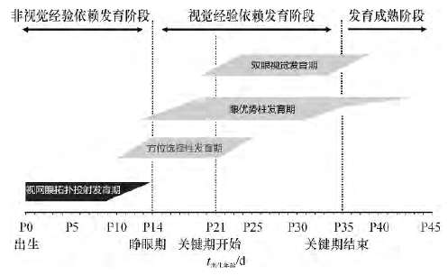 哺乳动物(小鼠)视觉系统的发育过程